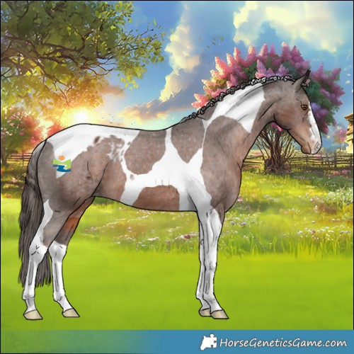 Horse Color:Liver Chestnut Tobiano Appaloosa 