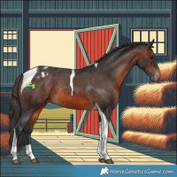 Horse Color:Brown Tobiano Appaloosa Rabicano 