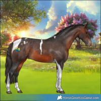 Horse Color:Brown Tobiano Appaloosa Rabicano