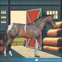 Horse Color:Brown Tobiano Appaloosa Rabicano 