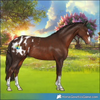 Horse Color:Liver Chestnut Appaloosa Rabicano 