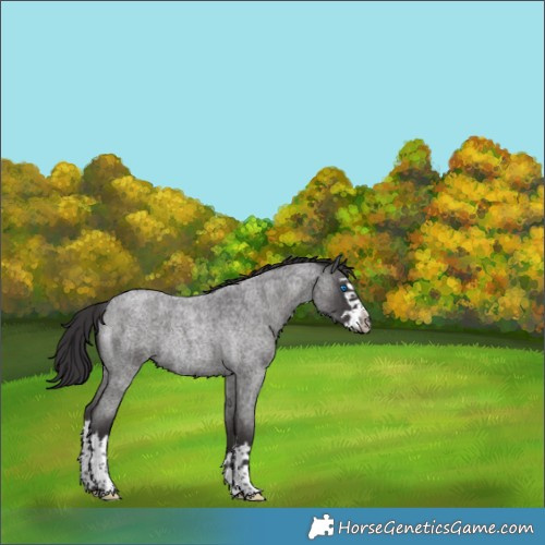 Horse Color:Smoky Blue Roan Splash Rabicano 