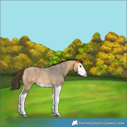 Horse Color:Buckskin Roan Splash 