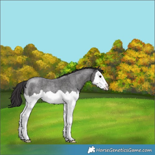 Horse Color:Smoky Blue Roan Splash 