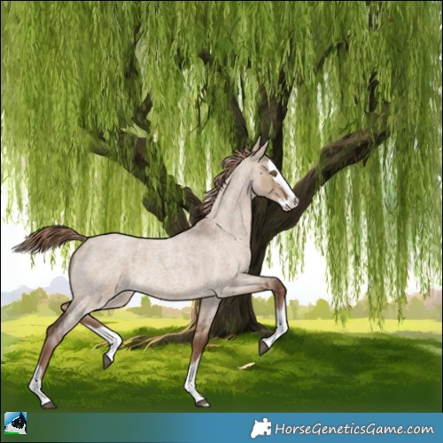Horse Color:Liver Red Dun Roan Splash 