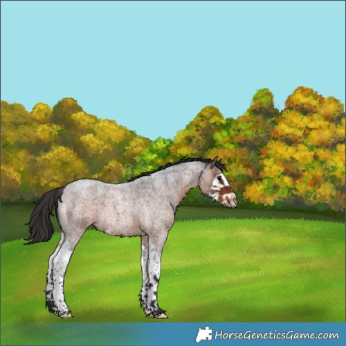 Horse Color:Brown Roan Splash Rabicano 