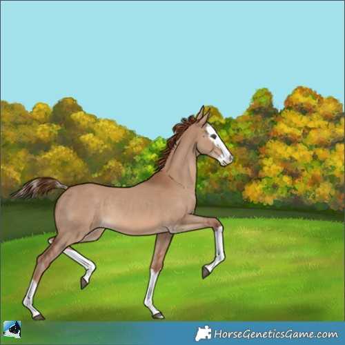 Horse Color:Red Dun Splash Rabicano 
