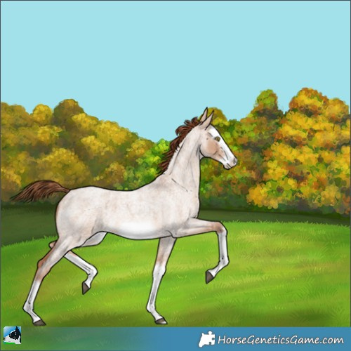 Horse Color:Red Dun Roan Splash Frame 