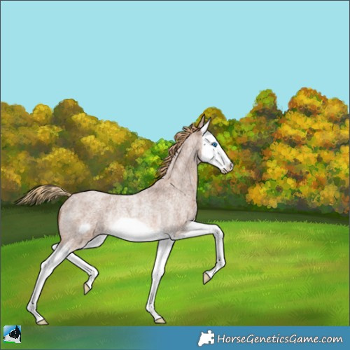 Horse Color:Red Roan Splash Frame Rabicano 