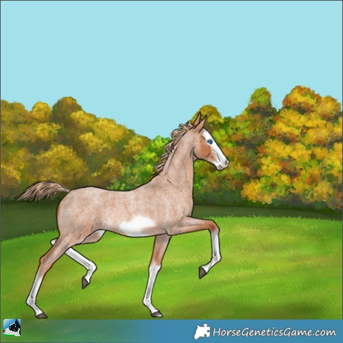 Horse Color:Red Roan Splash Frame Rabicano 