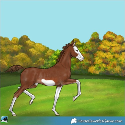 Horse Color:Chestnut Splash Frame Rabicano 