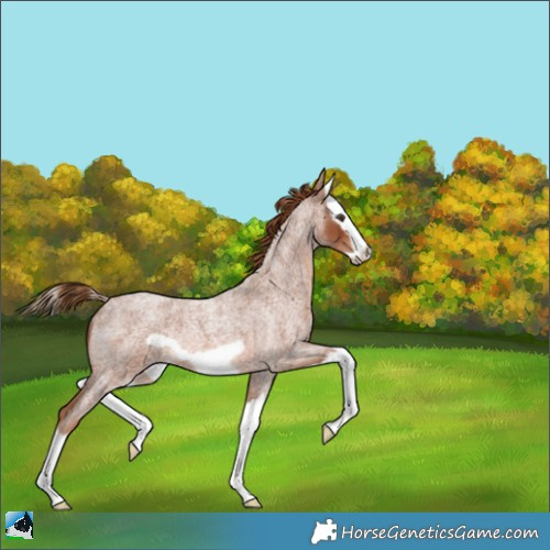 Horse Color:Red Roan Splash Frame Rabicano 