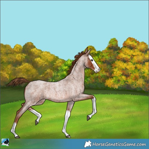 Horse Color:Red Roan Splash Rabicano 