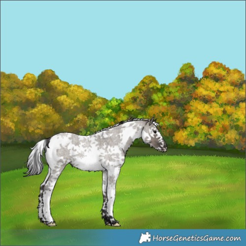 Horse Color:Smoky Grullo Roan Splash Tobiano 