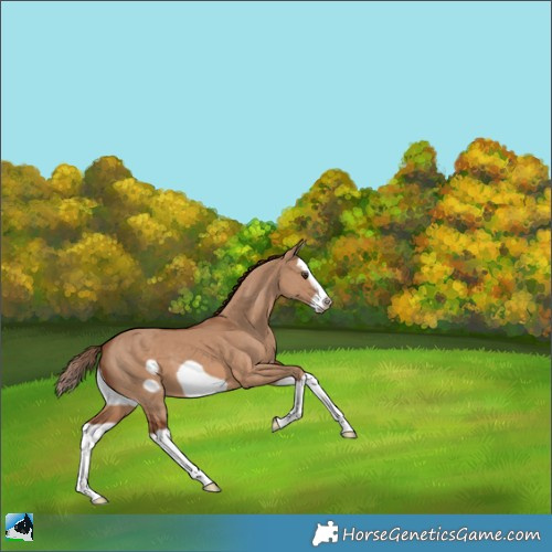Horse Color:Red Dun Splash Frame 