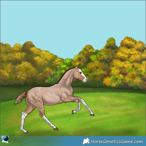 Horse Color:Red Roan Splash Rabicano 