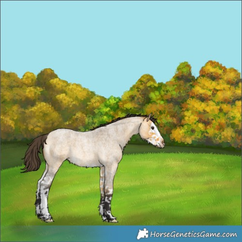 Horse Color:Buckskin Roan Dun Splash Rabicano 