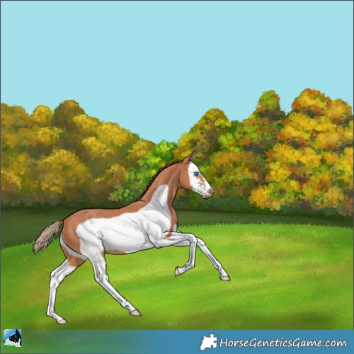 Horse Color:Chestnut Splash Frame 