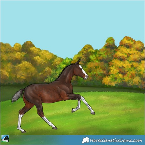 Horse Color:Liver Chestnut Splash Rabicano 