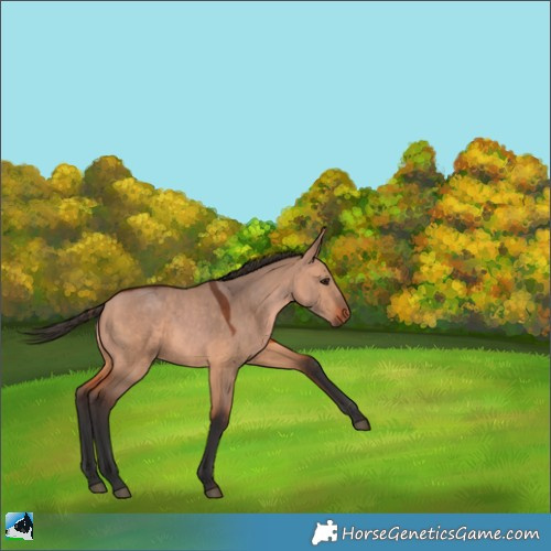 Horse Color:Bay Dun 