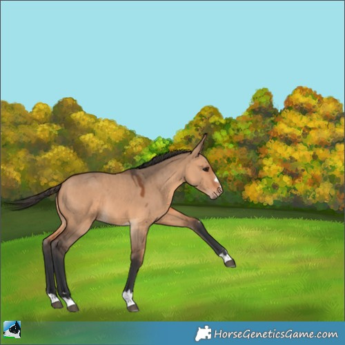 Horse Color:Bay Dun 