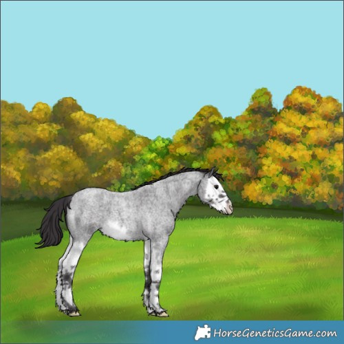 Horse Color:Smoky Blue Roan Splash 