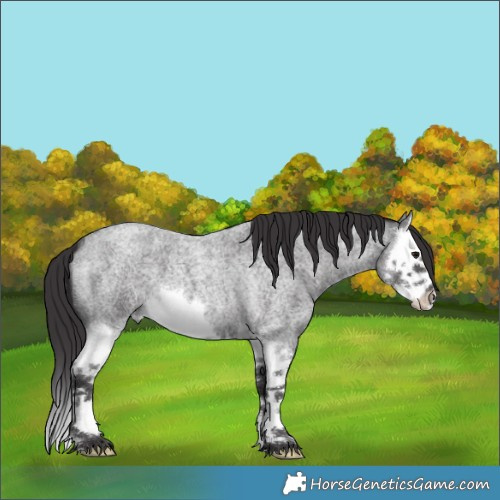 Horse Color:Smoky Blue Roan Splash 