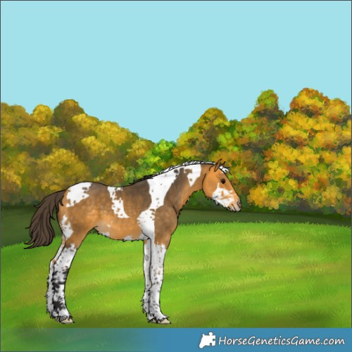 Horse Color:Buckskin Splash Tobiano 