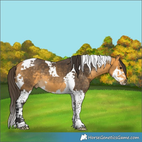 Horse Color:Buckskin Splash Tobiano 