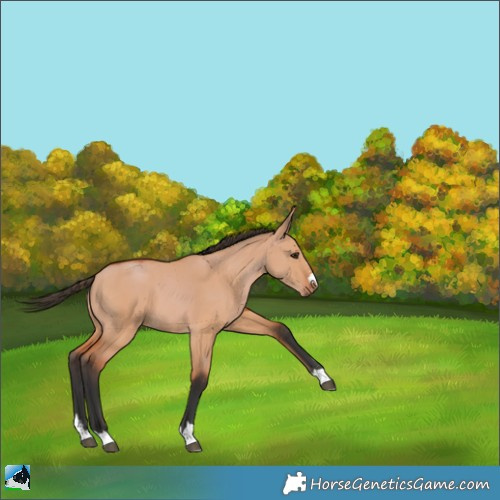 Horse Color:Bay Dun 