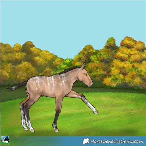 Horse Color:Powder White Bay Dun 