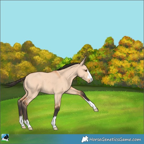 Horse Color:Bay Dun 