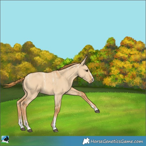 Horse Color:Powder White Red Dun 