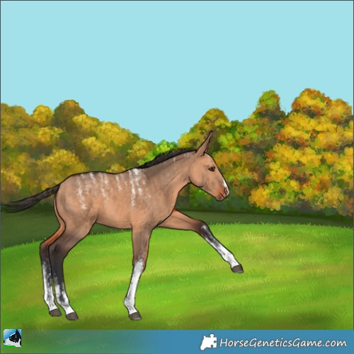 Horse Color:Powder White Bay Dun 