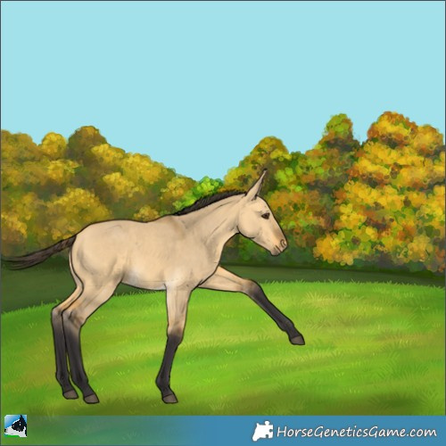 Horse Color:Buckskin Dun Rabicano 