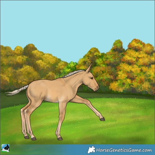 Horse Color:Palomino Dun Rabicano