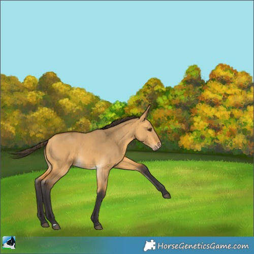 Horse Color:Buckskin Dun Rabicano 