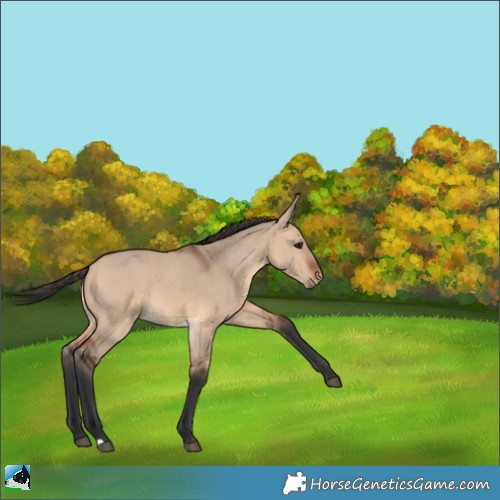 Horse Color:Bay Dun Rabicano 