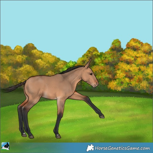 Horse Color:Bay Dun Rabicano 