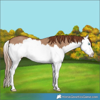 Horse Color:Red Dun Splash 