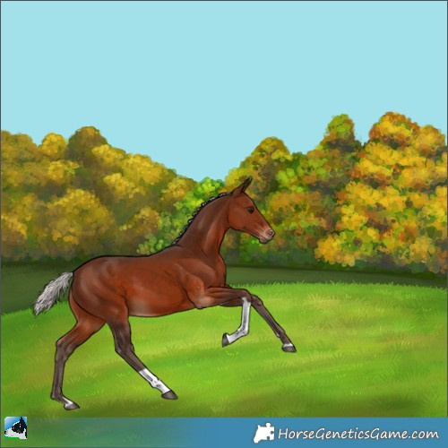 Horse Color:Silver Brown Tobiano 
