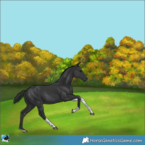 Horse Color:Black Tobiano 