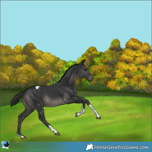 Horse Color:Black Tobiano 