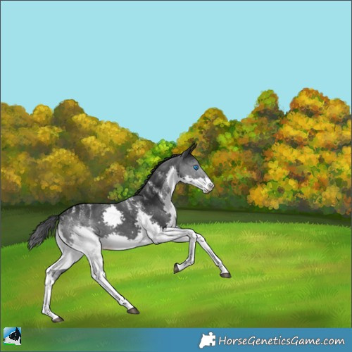 Horse Color:Powder White Black Splash 