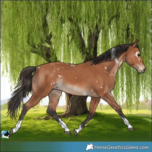 Horse Color:White Spotted Bay Tobiano 