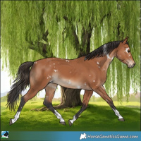 Horse Color:White Spotted Bay Tobiano 