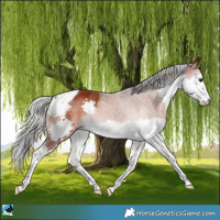 Horse Color:Silver Brown Splash Tobiano 
