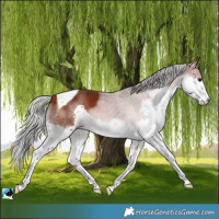 Horse Color:Silver Brown Splash Tobiano 