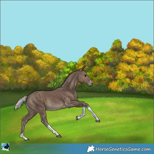 Horse Color:Silver Black Tobiano 