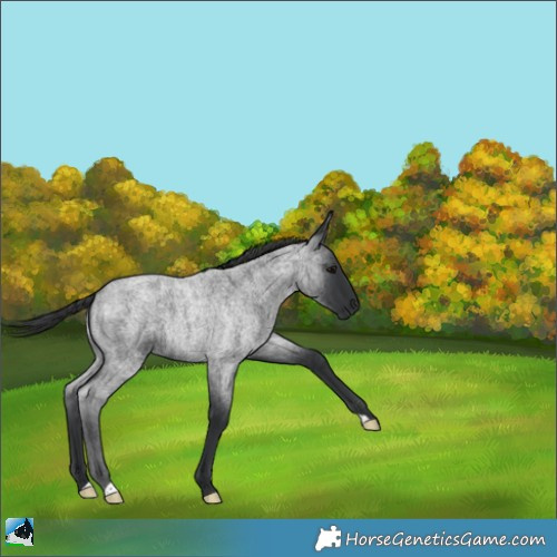 Horse Color:Blue Roan 